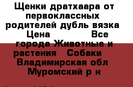 Щенки дратхаара от первоклассных  родителей(дубль вязка) › Цена ­ 22 000 - Все города Животные и растения » Собаки   . Владимирская обл.,Муромский р-н